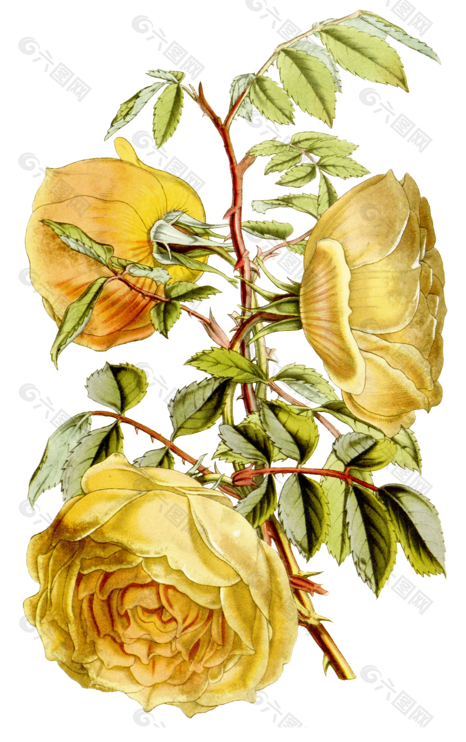 黄玫瑰花植物学插图花素材