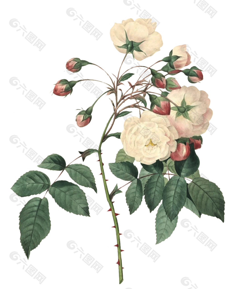 白玫瑰花手绘插图花素材