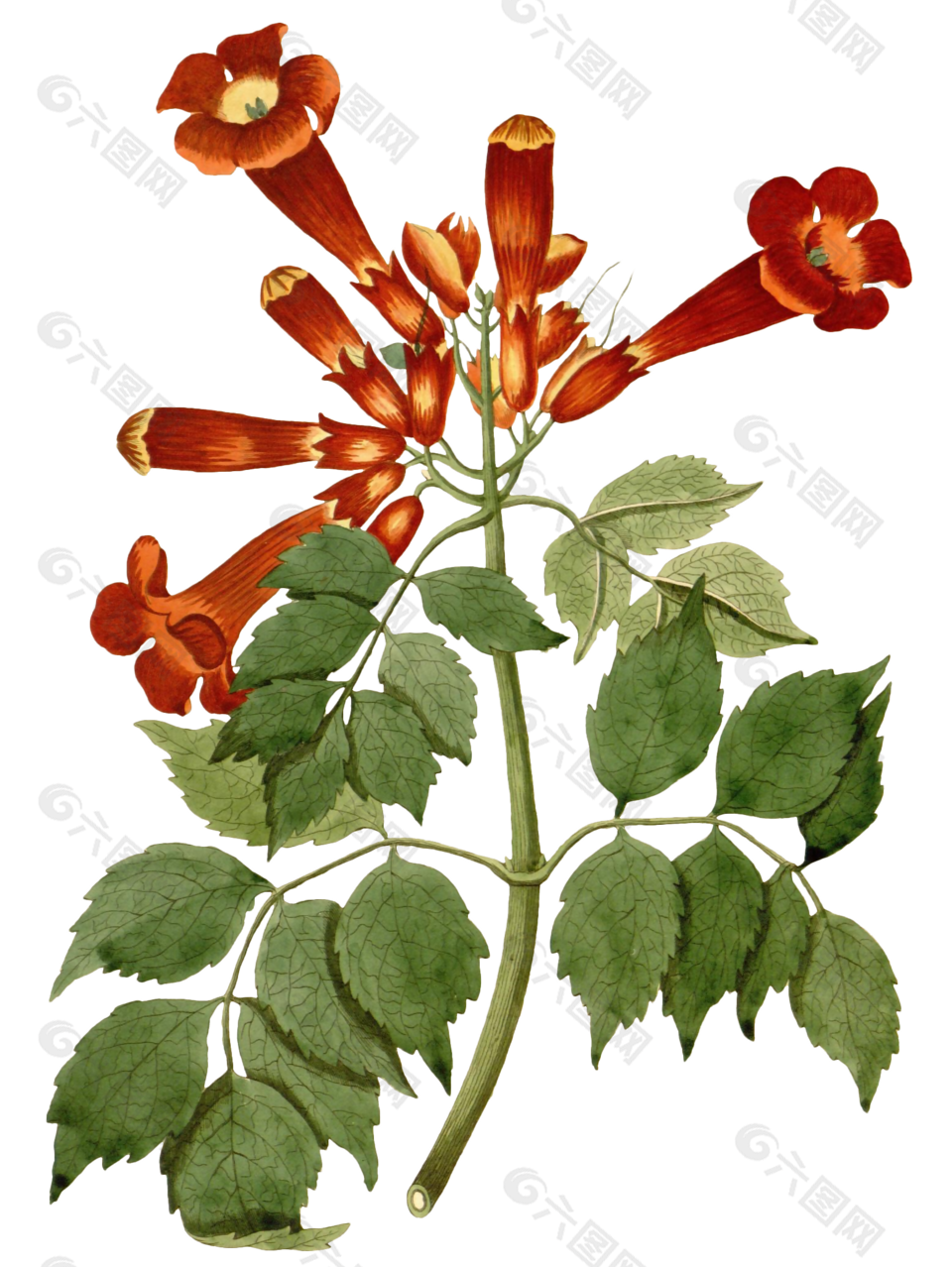 红色花手绘插图花素材