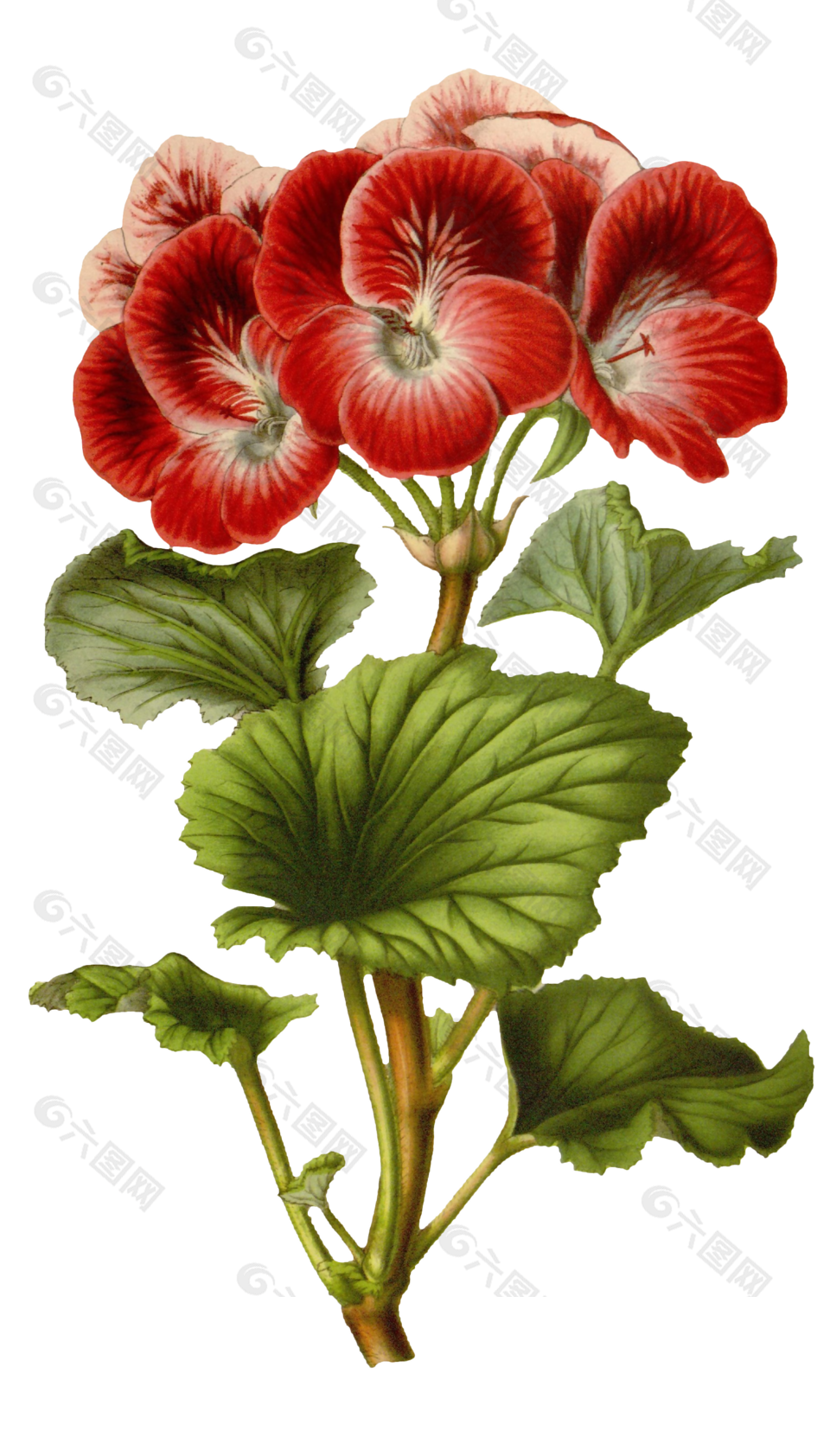 红色鲜花手绘插图花素材