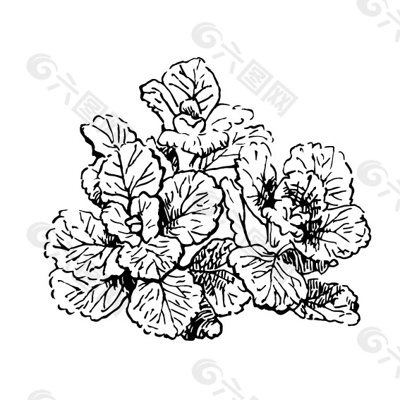 手绘芳香族植物花朵插画线稿图片下载