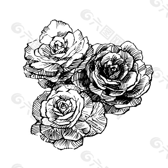 甘蓝植物花朵黑白线稿插画矢量图下载