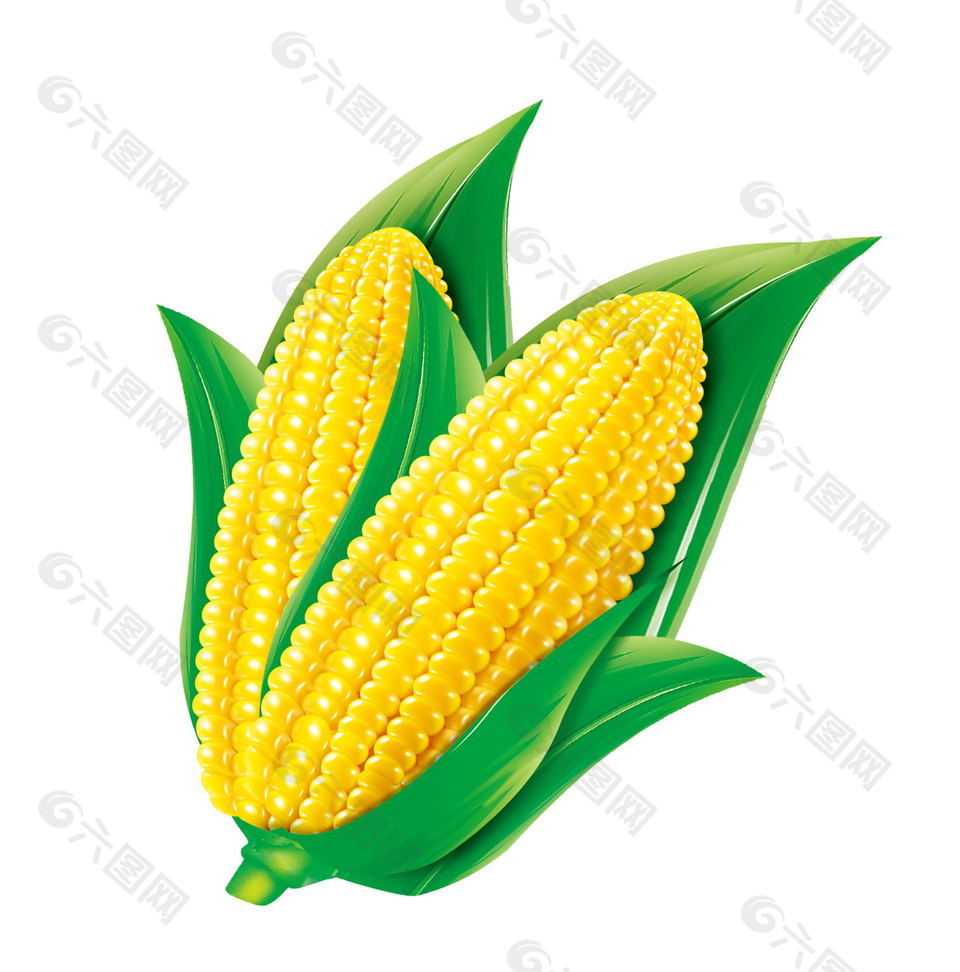 玉米免扣素材图片