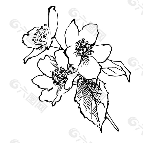 手绘植物花朵茉莉花线稿插画素材