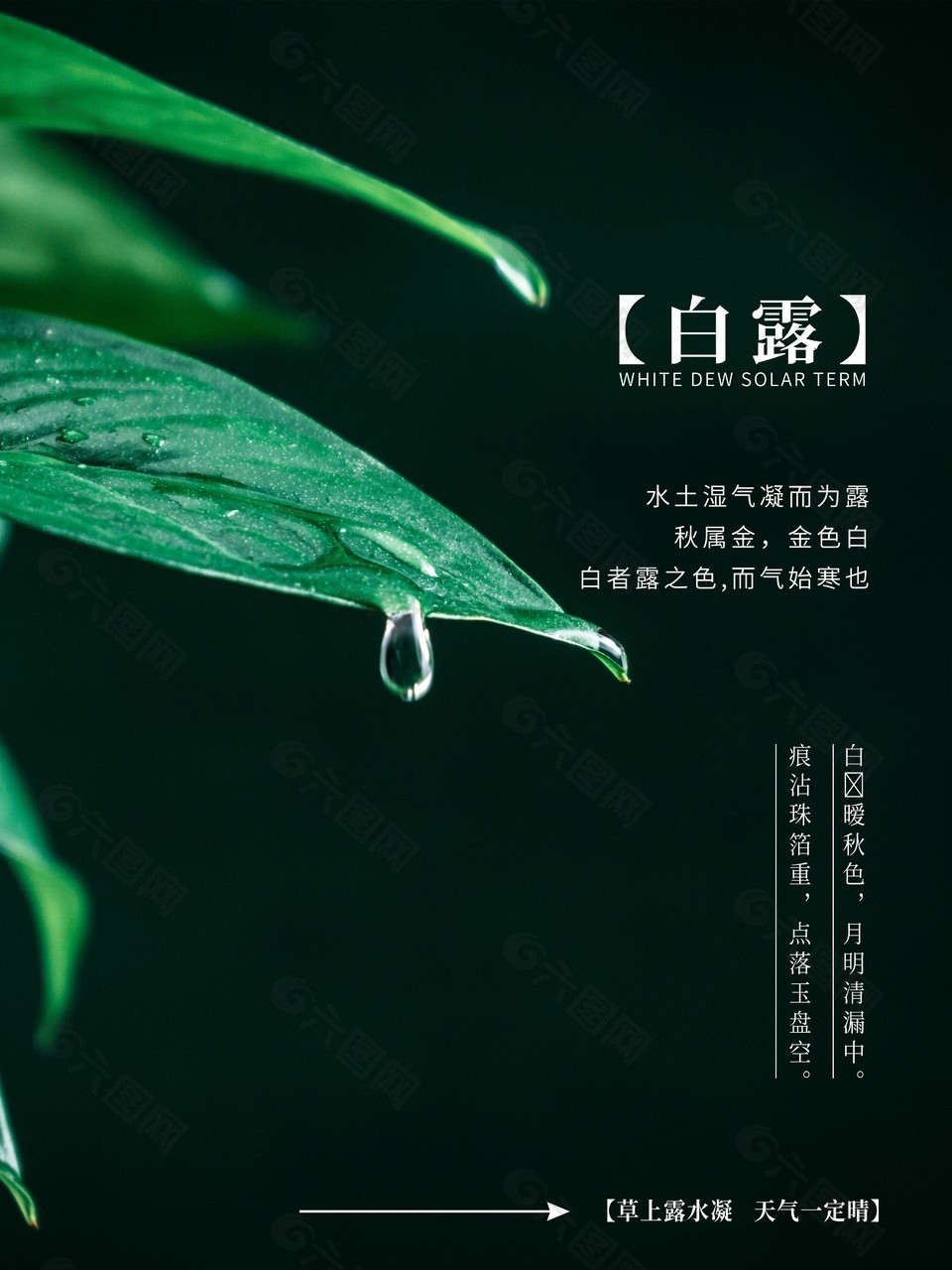 白露简约质感海报素材