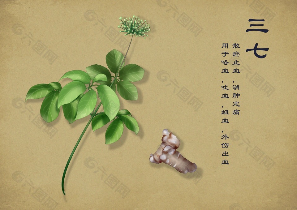 中草药简笔画三七