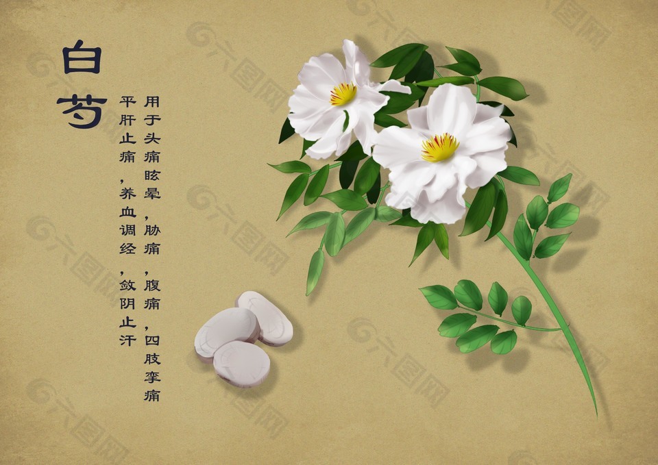 清新中药手绘草本植物白芍