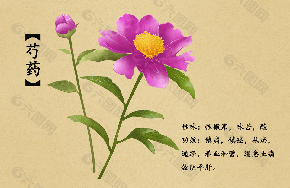 中草药芍药插画