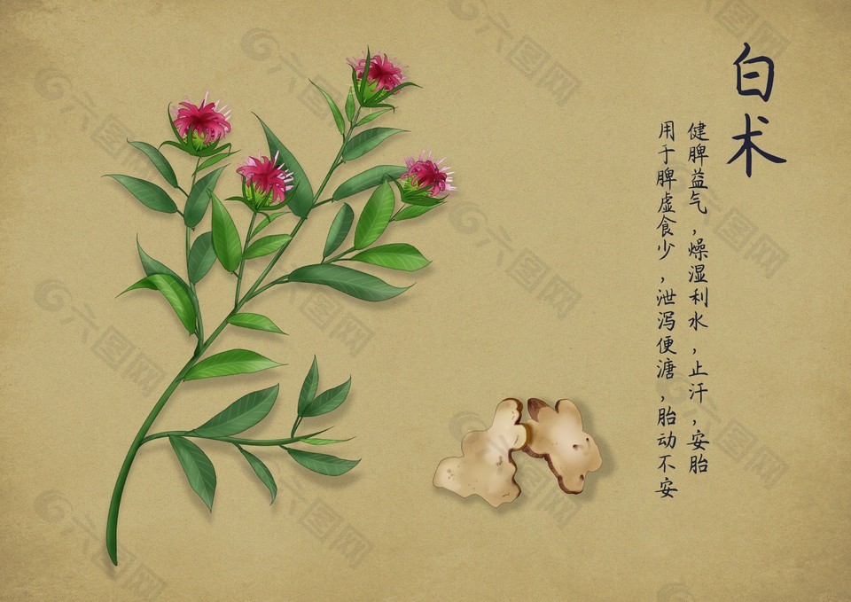 简约草本植物白术插画设计