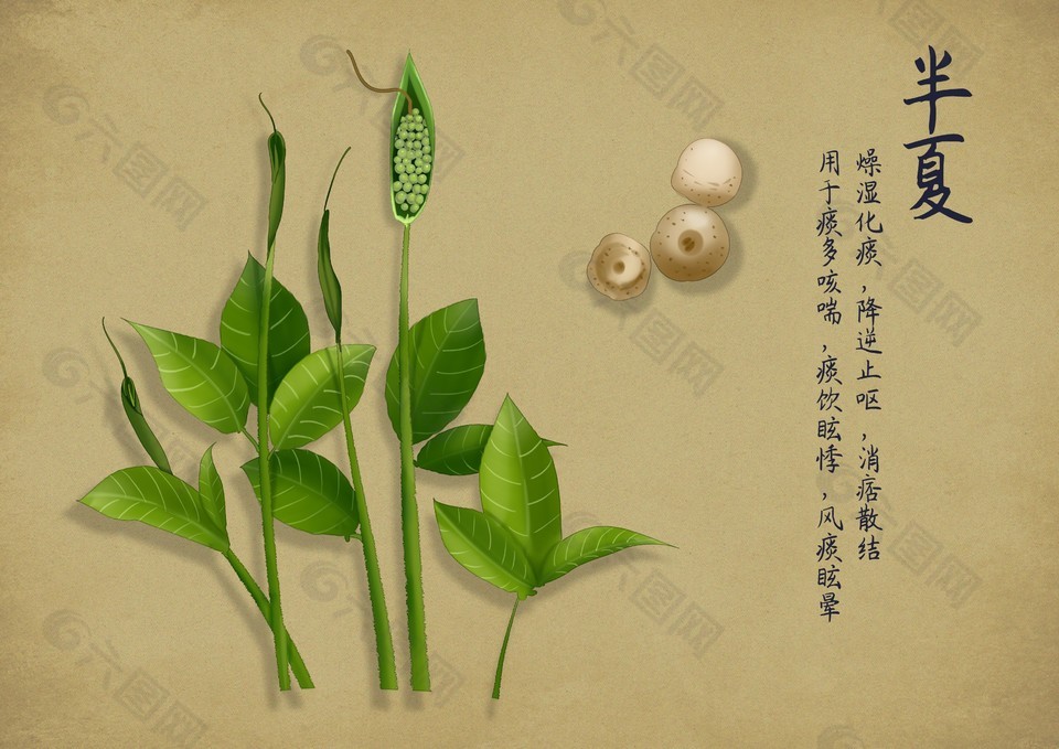 中药材半夏插画设计
