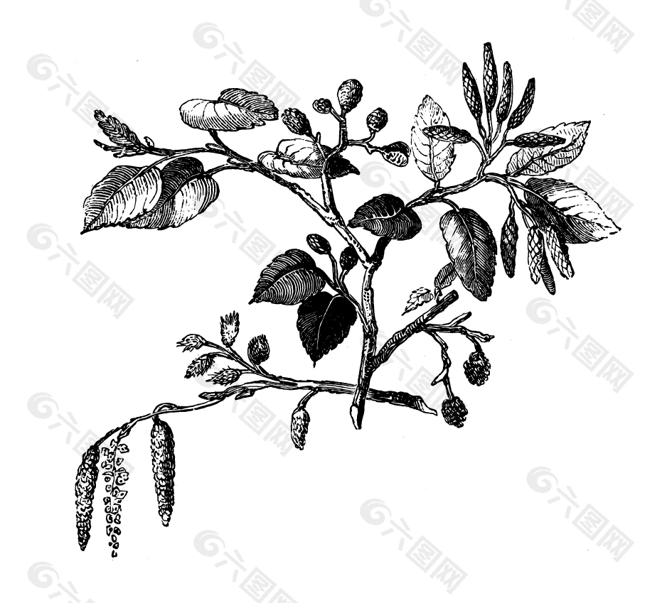 手绘桑葚线稿设计