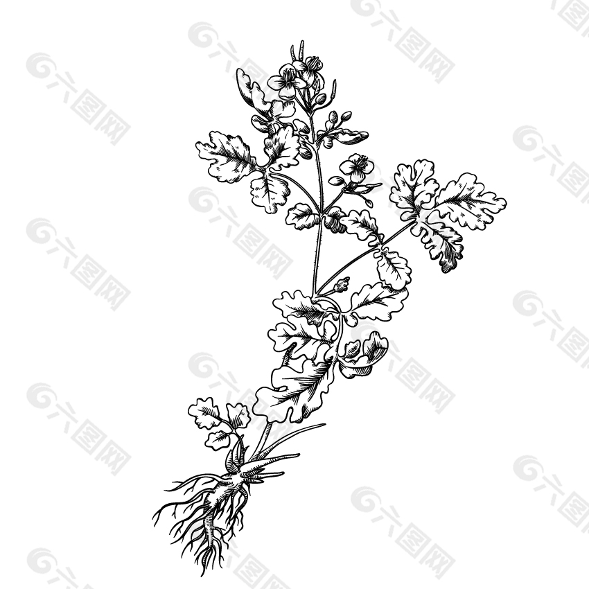 白屈菜甘草线稿设计