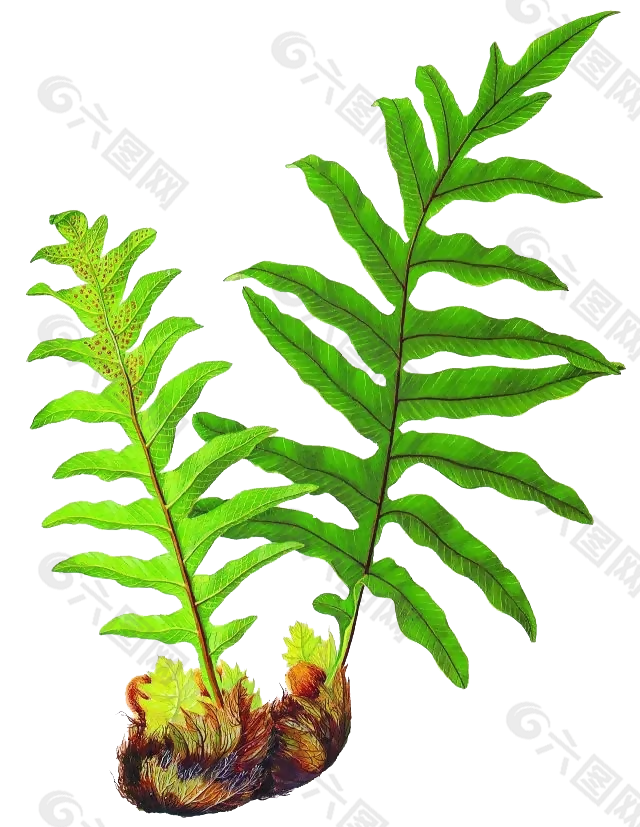 骨碎补中草药中药植物素材