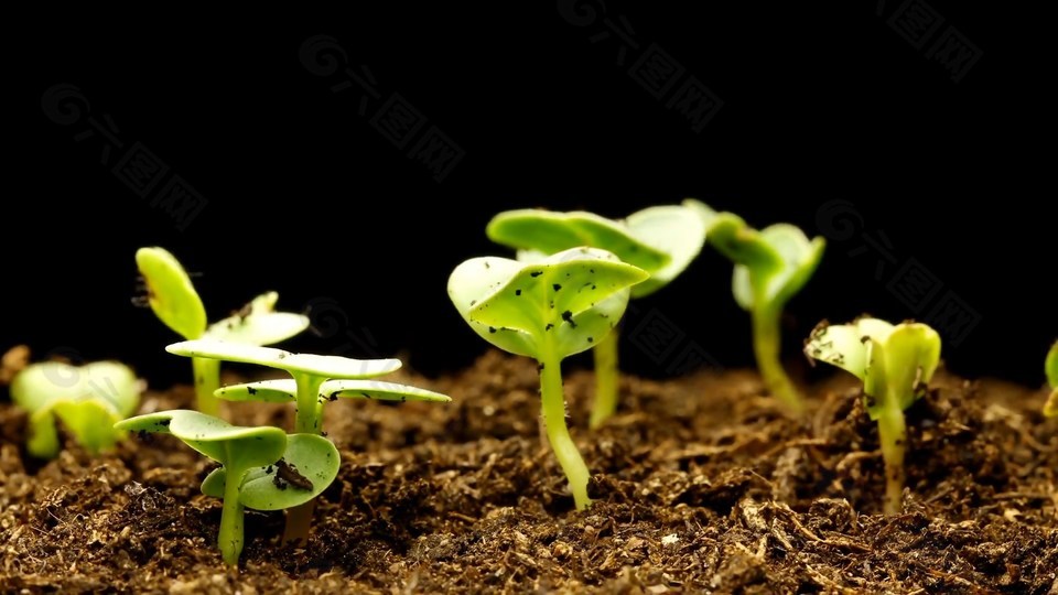 4k记录植物种子发芽过程延时