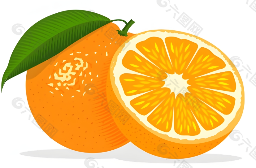 矢量素材手绘桔子