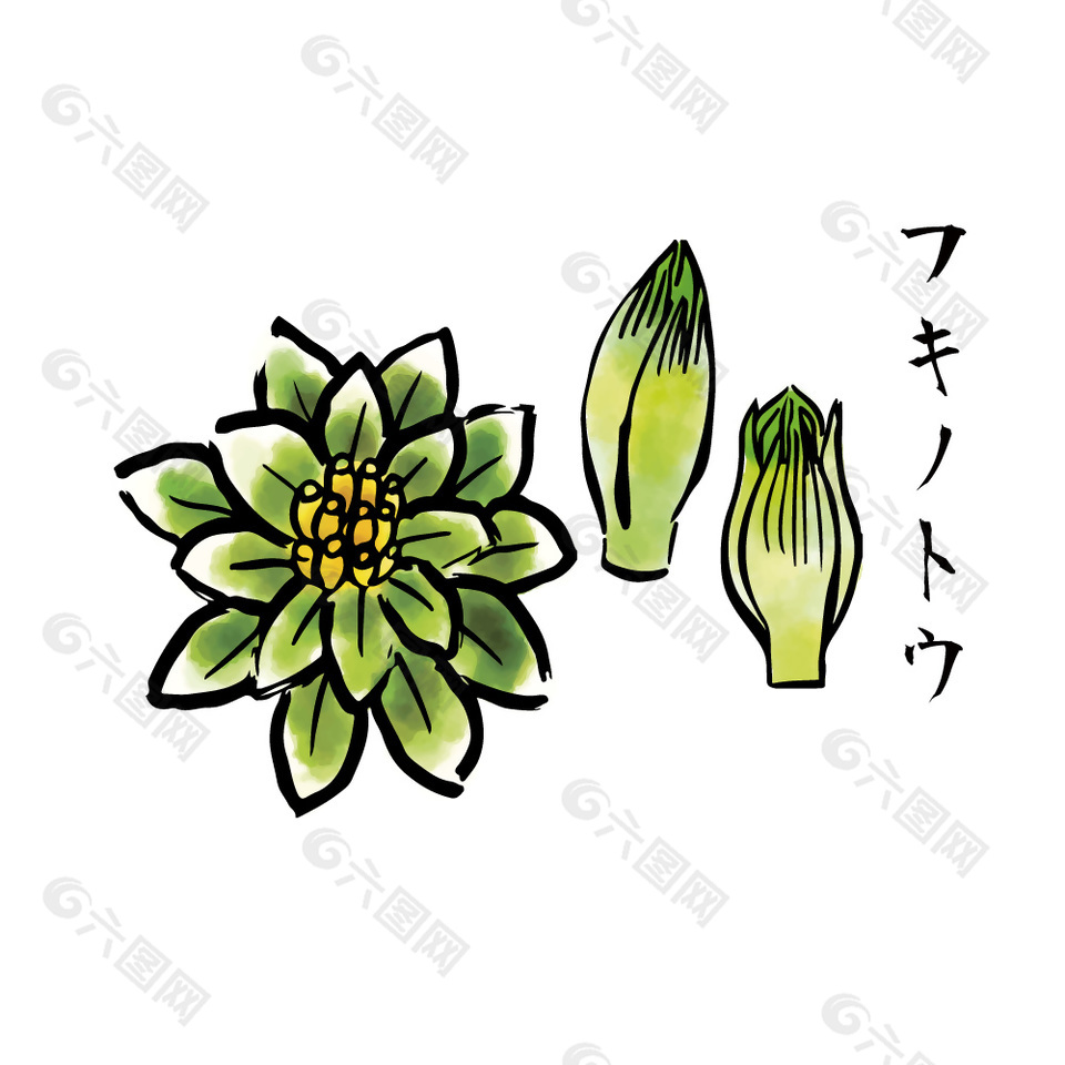 日式花菜食材插画