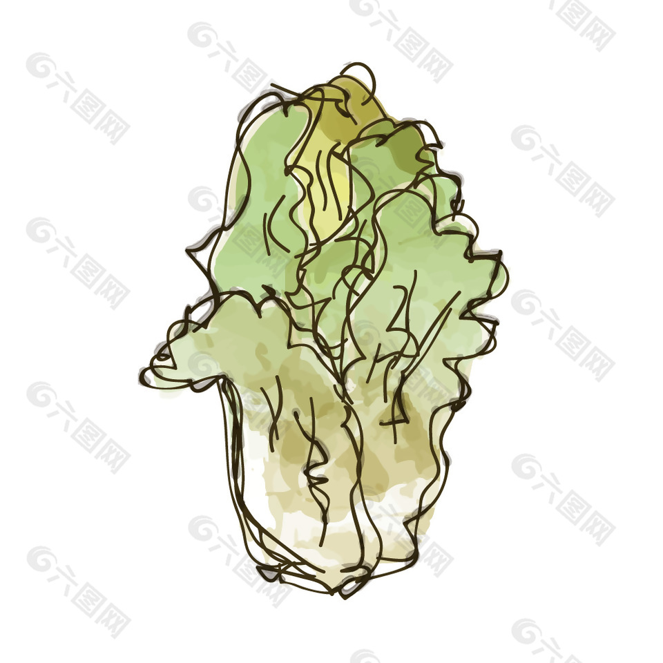 彩绘白菜果蔬插画