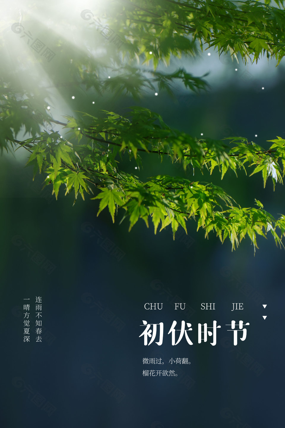 初伏时节枝头绿叶滴雨水质感海报