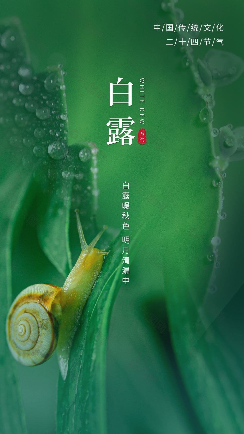 白露二十四节气海报