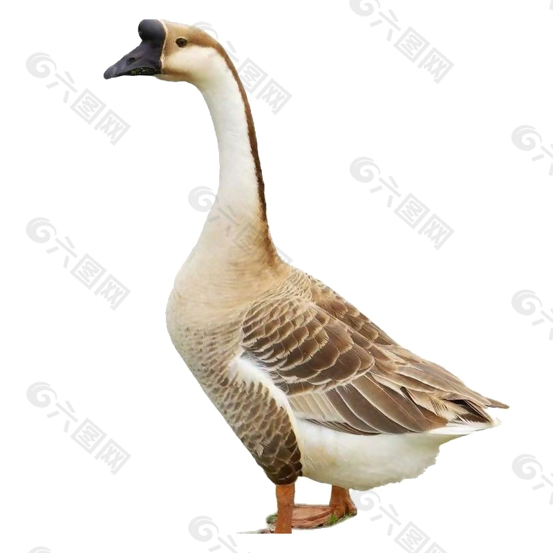 农场畜牧养殖实物大鹅