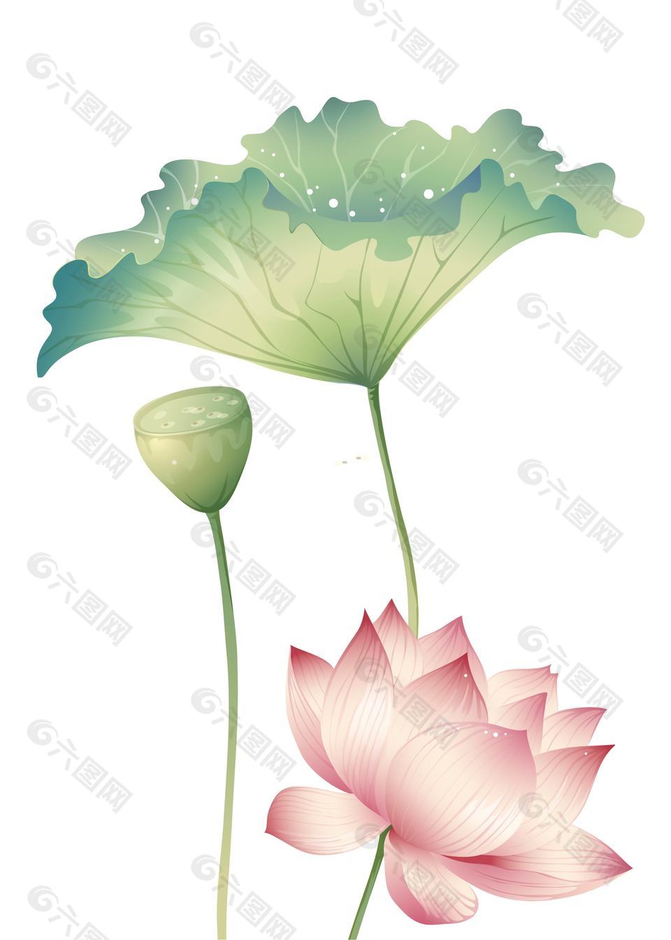 唯美小清新荷花荷叶手绘插画