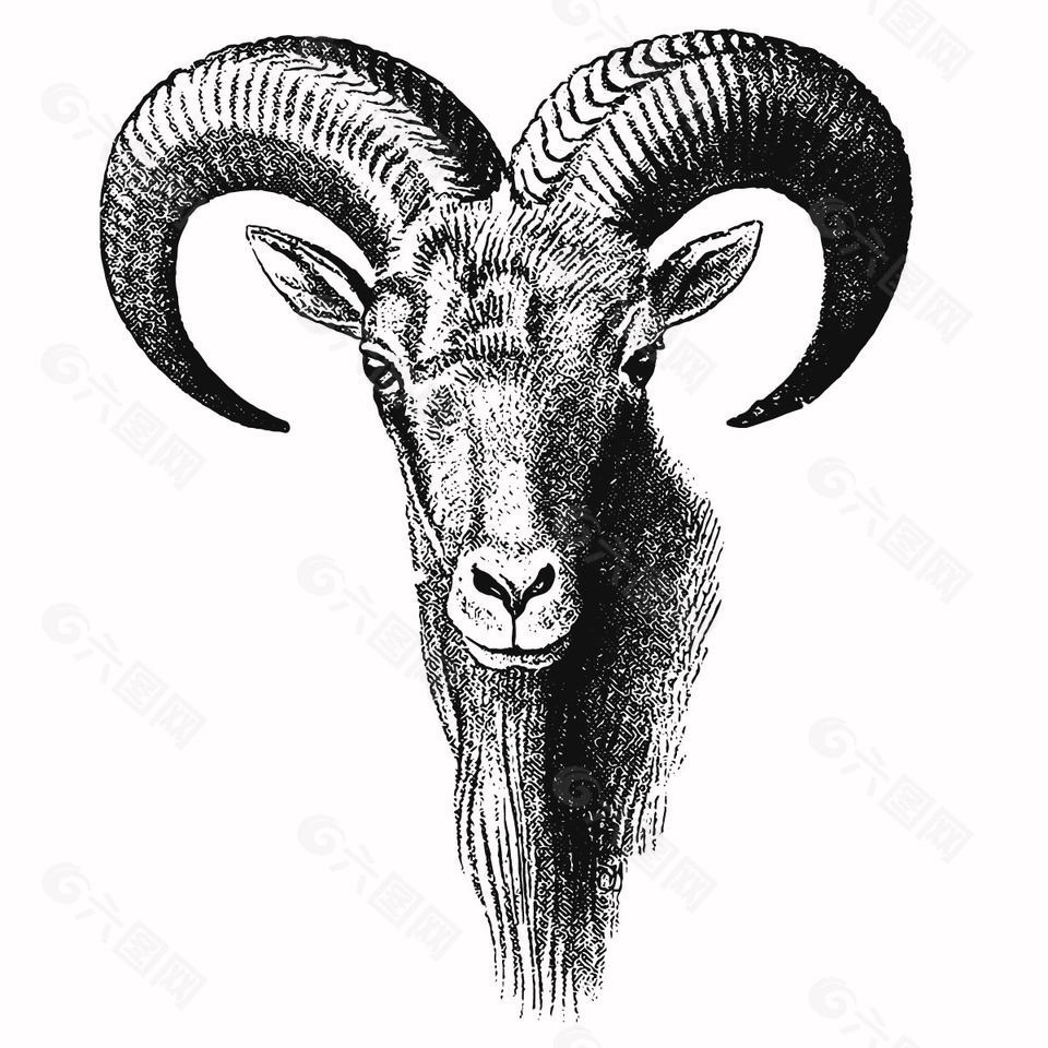 复古线描风山羊头部特写