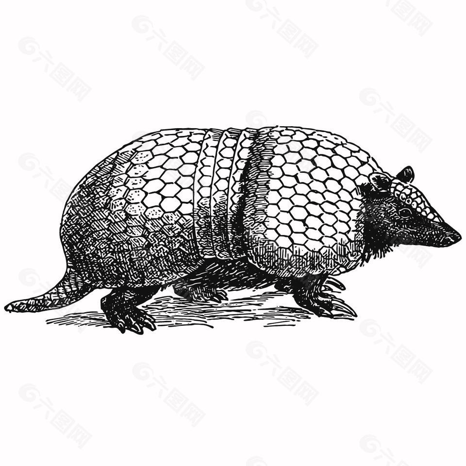 黑白手绘风野生动物犰狳插画