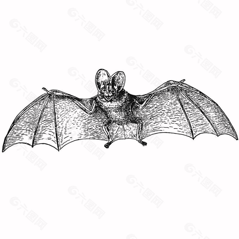 手绘风格黑白线描蝙蝠插画