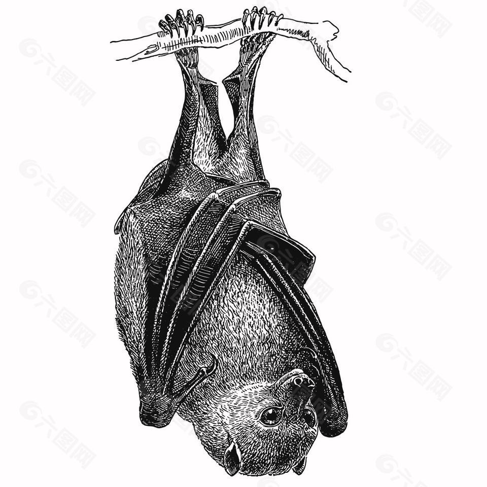 手绘线描风倒挂蝙蝠插画