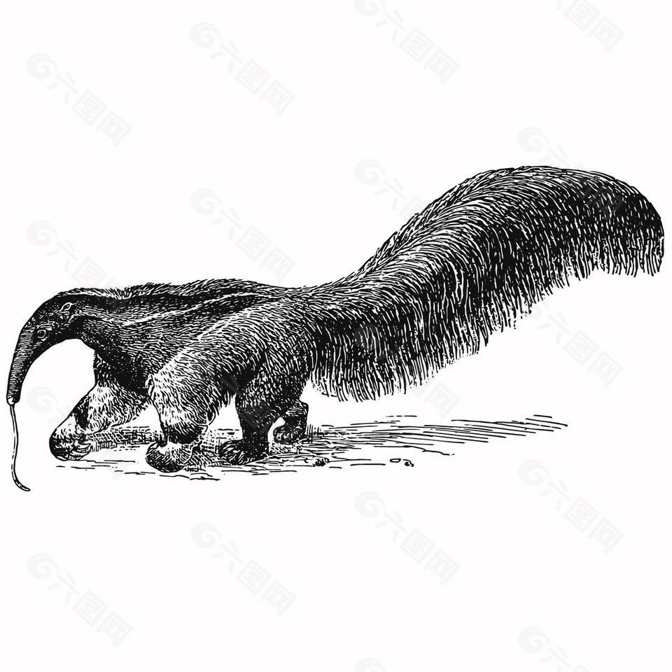 线描风食蚁兽插画