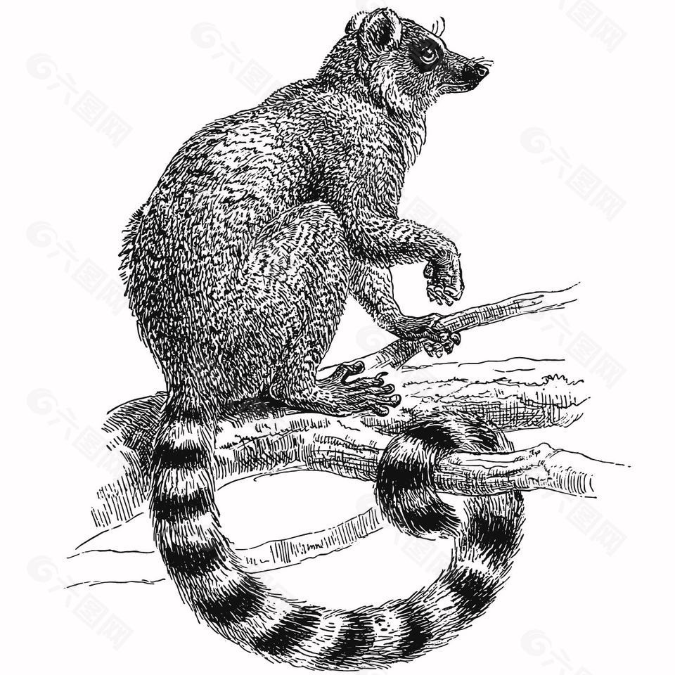 手绘线描风环尾狐猴插画