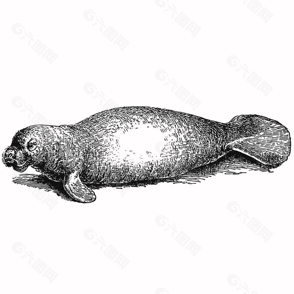 黑白风野生动物海牛插画