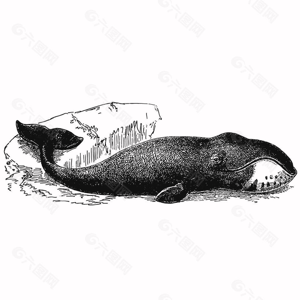 可爱复古黑白风格露脊鲸插画