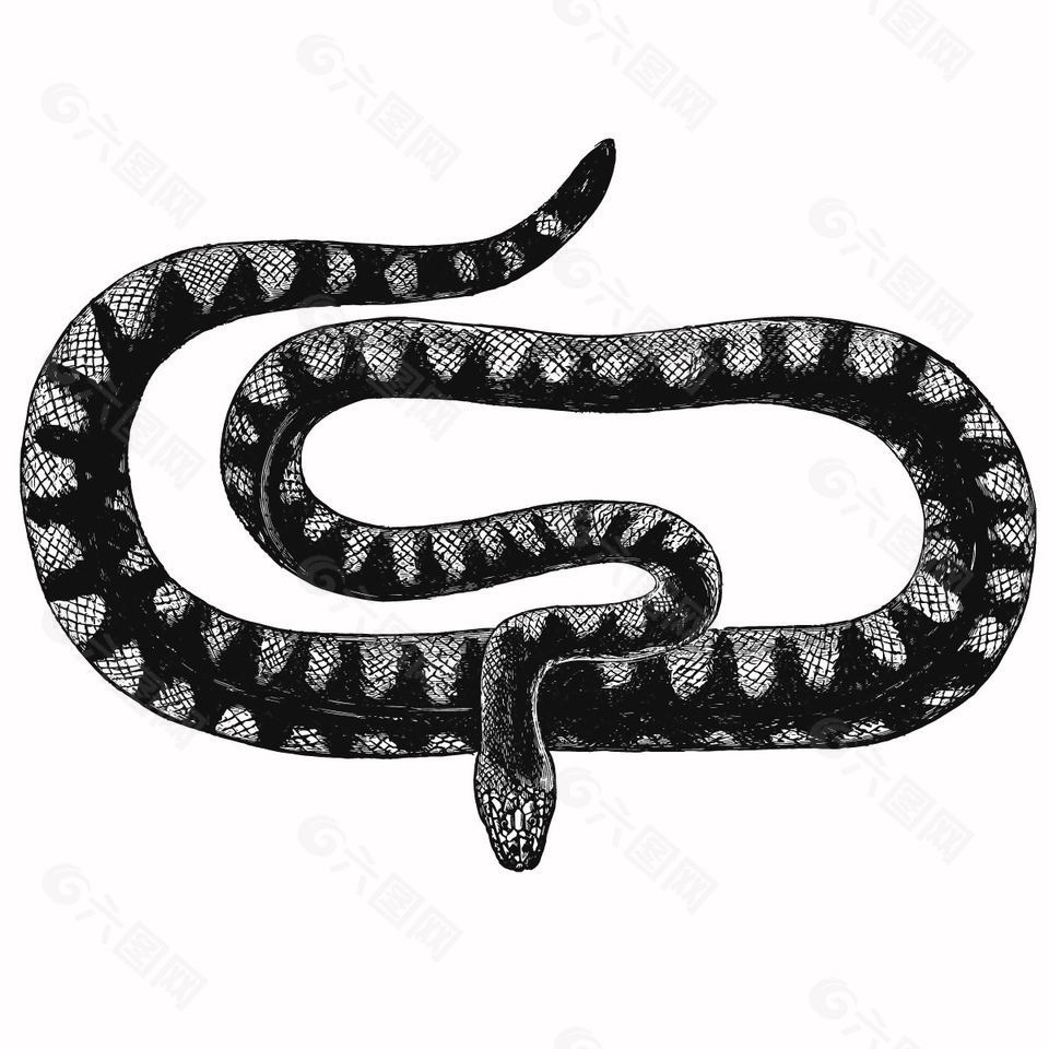 线描风王锦蛇插画