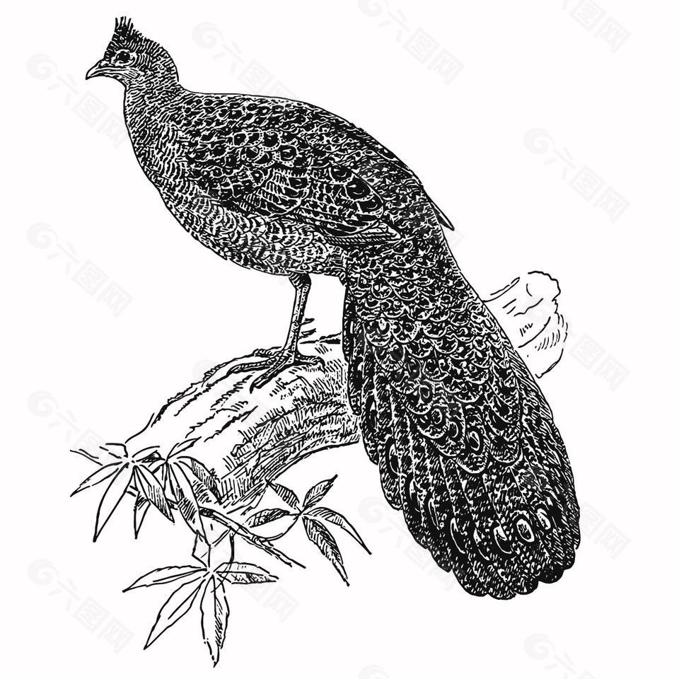 黑白风孔雀站在枝头上插画