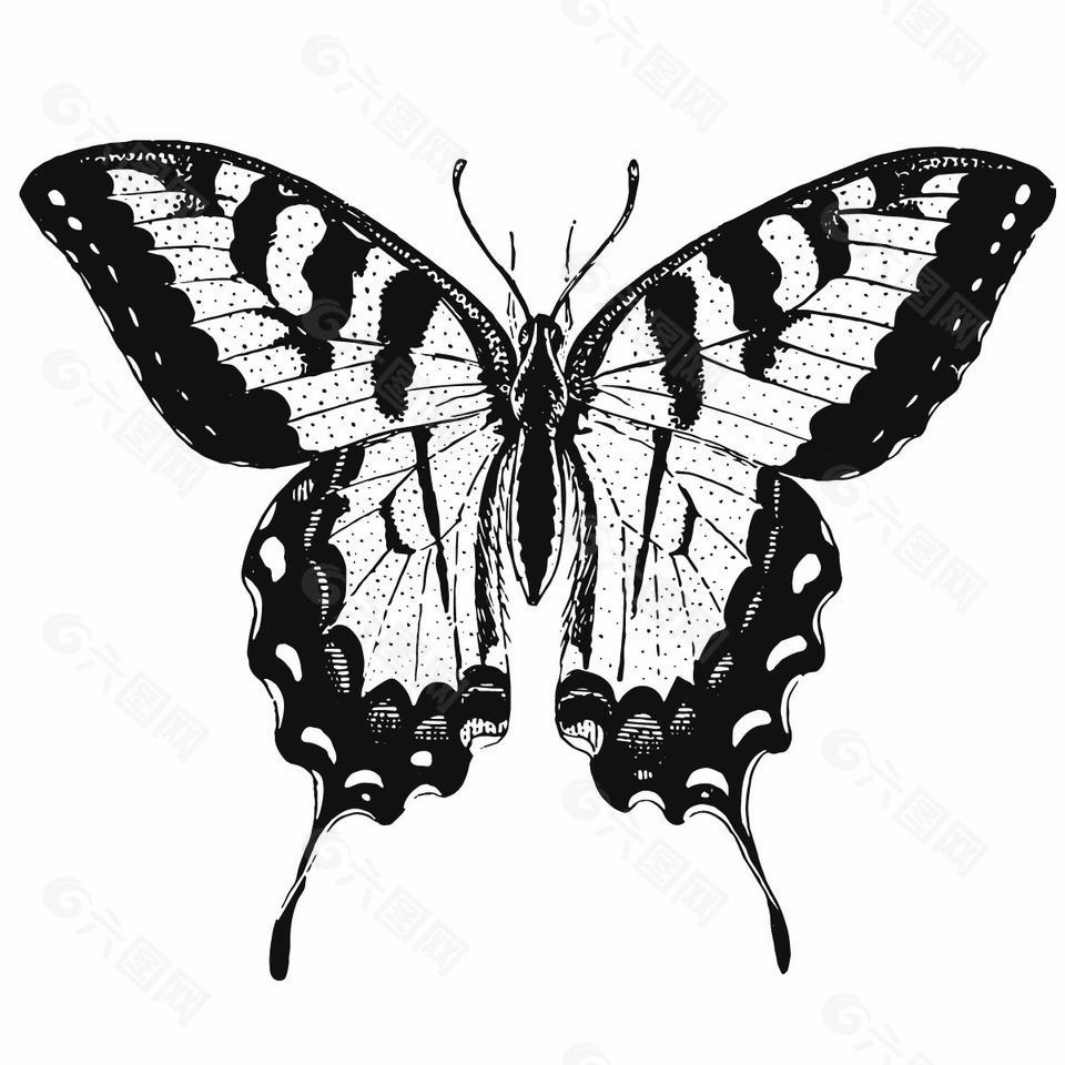 昆虫标本蝴蝶插画