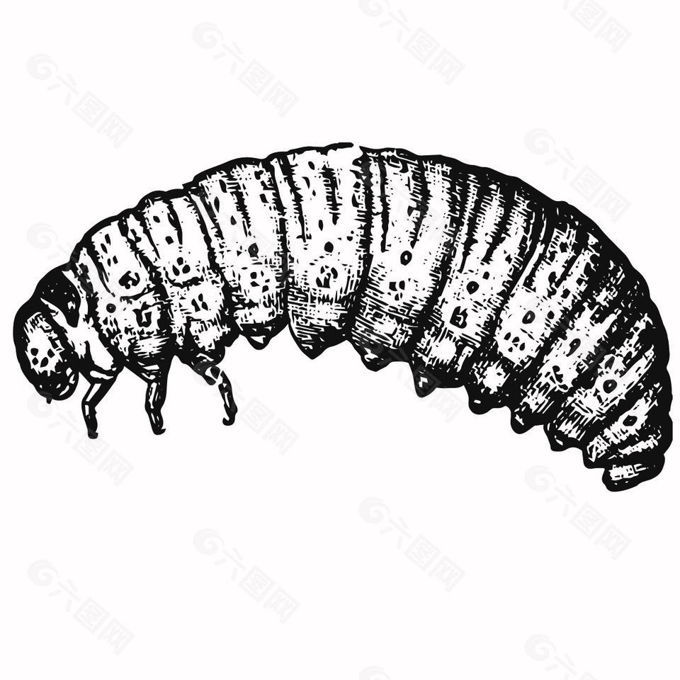 黑白风大胖毛毛虫插画