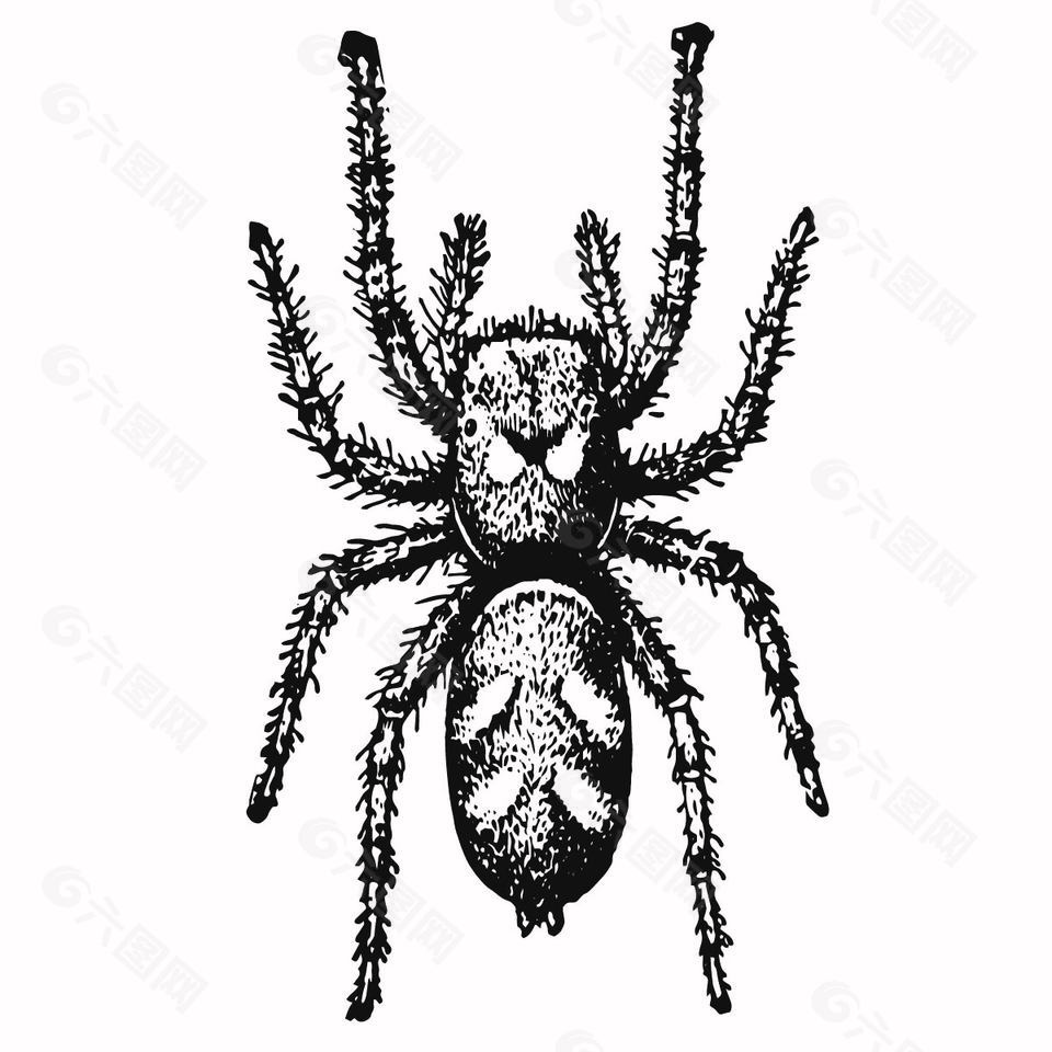 黑白简笔画风蜘蛛插画