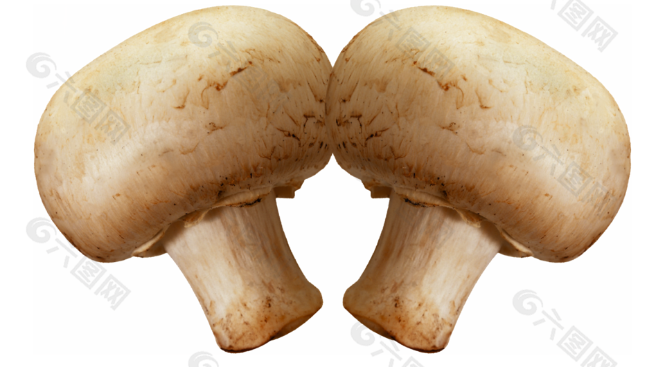 美味蘑菇菌子食材