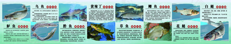 鱼类海鲜产品介绍宣传展板