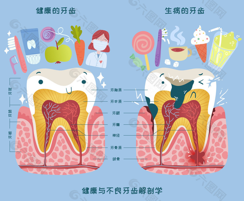 口腔解剖图图片_口腔解剖图素材_口腔解剖图模板免费下载-六图网